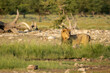 Male lion going to Rietfontein waterhole  in Etosha National Park in Namibia
