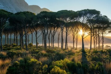 Canvas Print - b'Pine trees backlit by the sun in a forest'