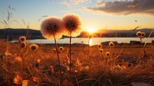 B'Two White Fluffy Dandelions In A Field At Sunset'