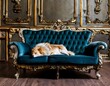 petit chien endormi sur un canapé bleu dans un beau salon en ia