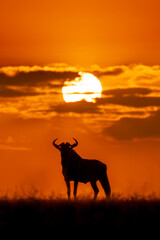 Wall Mural - Blue wildebeest stands on horizon in silhouette