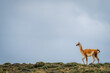 © Nick Dale - Guanaco walks along ridge against cloudy sky