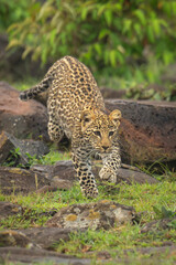 Wall Mural - Leopard cub runs over rocks near bushes