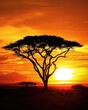 African Continent. Sunset over Acacia Tree in African National Park