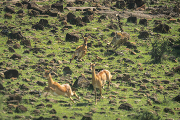 Wall Mural - Female cheetah chases female impalas over rocks