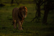 Male lion walks past bushes at sunrise