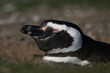 Magellanic penguin sleeps in burrow on slope
