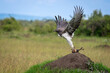 Martial eagle taking off from termite mound