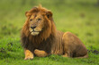One-eyed male lion lies on grassy mound