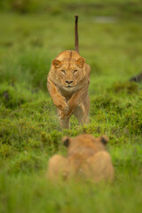 Wall Mural - Lioness jumps towards sister lying in grass