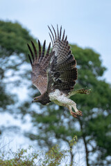 Wall Mural - Martial eagle dives past trees lifting wings