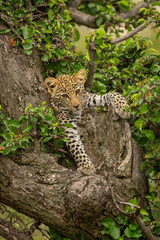 Wall Mural - Leopard cub lies in tree staring downwards