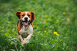Running beagle dog on spring grass outdoor. Cute doggy playing on nature.