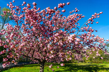 Wall Mural - Abundant Pink Spring Blossoms