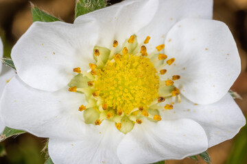 Wall Mural - Extreme close-up of the flower of Fragaria vesca, commonly called wild strawberry or woodland strawberry