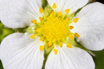 Wall Mural - Extreme close-up of the flower of Fragaria vesca, commonly called wild strawberry or woodland strawberry