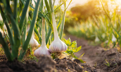 Harvested garlic bulbs on the garden soil in the sun