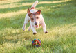 Active dog chasing ball on grass lawn leaps to catch a toy