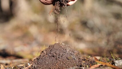 Wall Mural - Holding soil in a hand, feeling compost in a field in Tasmania Australia. 