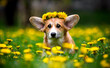dog in dandelions
