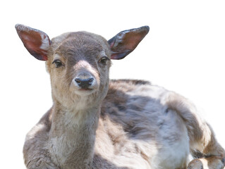 Poster - portrait of a young fawn isolated on white background