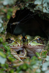 Poster - A spider and a frog sharing space, the frog protected from insects by the spiderâ€™s web,