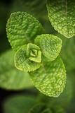 Fototapeta Młodzieżowe - Fresh green leaves of mint, lemon balm, peppermint top view