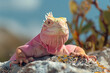 A Pink Land Iguana, a rare sight, basking on the warm rocks of Isabela Island,