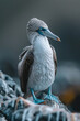 A Blue-footed Booby performing its mating dance on a rocky shore of the Galapagos,
