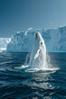 A beluga whale breaching near an iceberg, its white body stark against the deep blue of the sea,