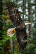 A bald eagle soaring above the treetops, scanning the ground below for its next meal,