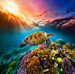 Beautiful Green Sea Turtle Swimming Underwater close to a Colorful Coral Reef | Ocean Wildlife Aquatic Reptile Animals Hawksbill Sea Turtle | Clear Ocean Water with Sun Light Rays | Giant Tortoise