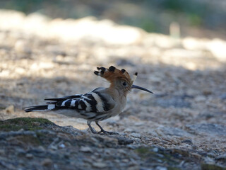 Wall Mural - Eurasian hoopoe (Upupa epops)