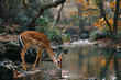 A gazelle sipping from a creek, alert and ready to spring away at the slightest sound,