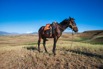 Wall Mural - horse in the field