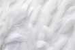 Abstract white feathers background backgrounds lightweight softness.
