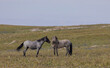Wild Horses in the pryor Mountains Montana in Summer