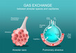 Alveolus Gas exchange
