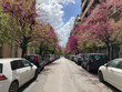 Rome street with parked cars and flowering trees