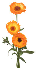 Wall Mural - English Marigold Flower
