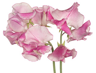 Wall Mural - sweetpea flower