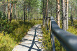 Boardwalk trail path through swamp for eco-tourists. Coniferous forest in Northern Europe.