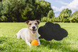 Happy dog lying on grass with toy ball next to blackboard