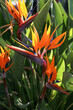 Beautiful and colorful bird of paradise flower with bright petals and big green leaves. Close up, background, copy space