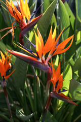 Wall Mural - Beautiful and colorful bird of paradise flower with bright petals and big green leaves. Close up, background, copy space