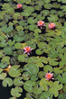 Colorful water lilies floating on the surface of water. Top view, copy space, background.