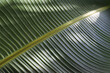Texture image of a green palm leaf streak . Background, copy space, close up, macro shot.