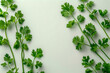 Close up of green leaves of parsley