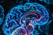 Cerveau humain,  illustration scientifique