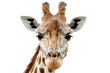 Close-up of giraffe face isolated on white background